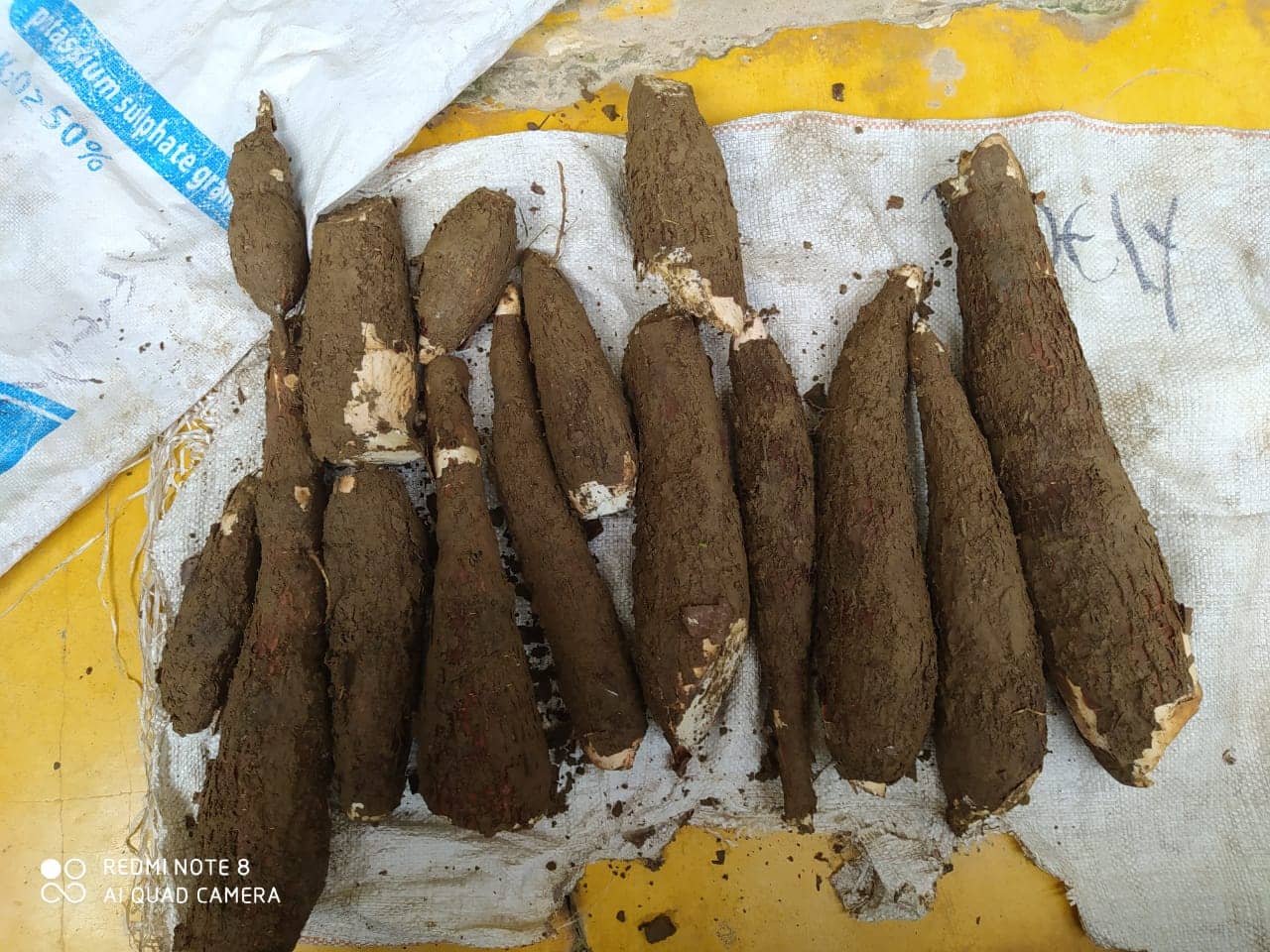 YUCA