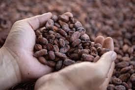 Cacao seco en almendras x 50 Kg