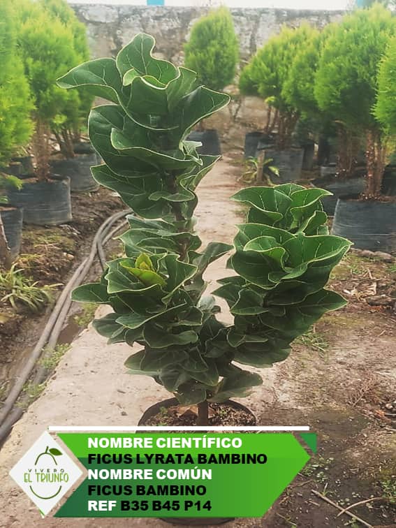 Plántula de Ficus Bambino