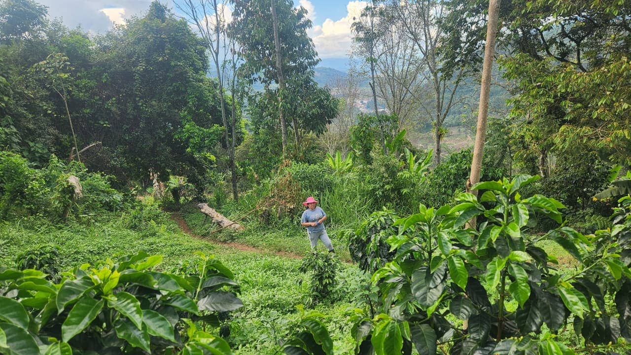 Café Indígena Ebera Kapé 500 g | Café Artesanal Colombiano de Origen Ancestral