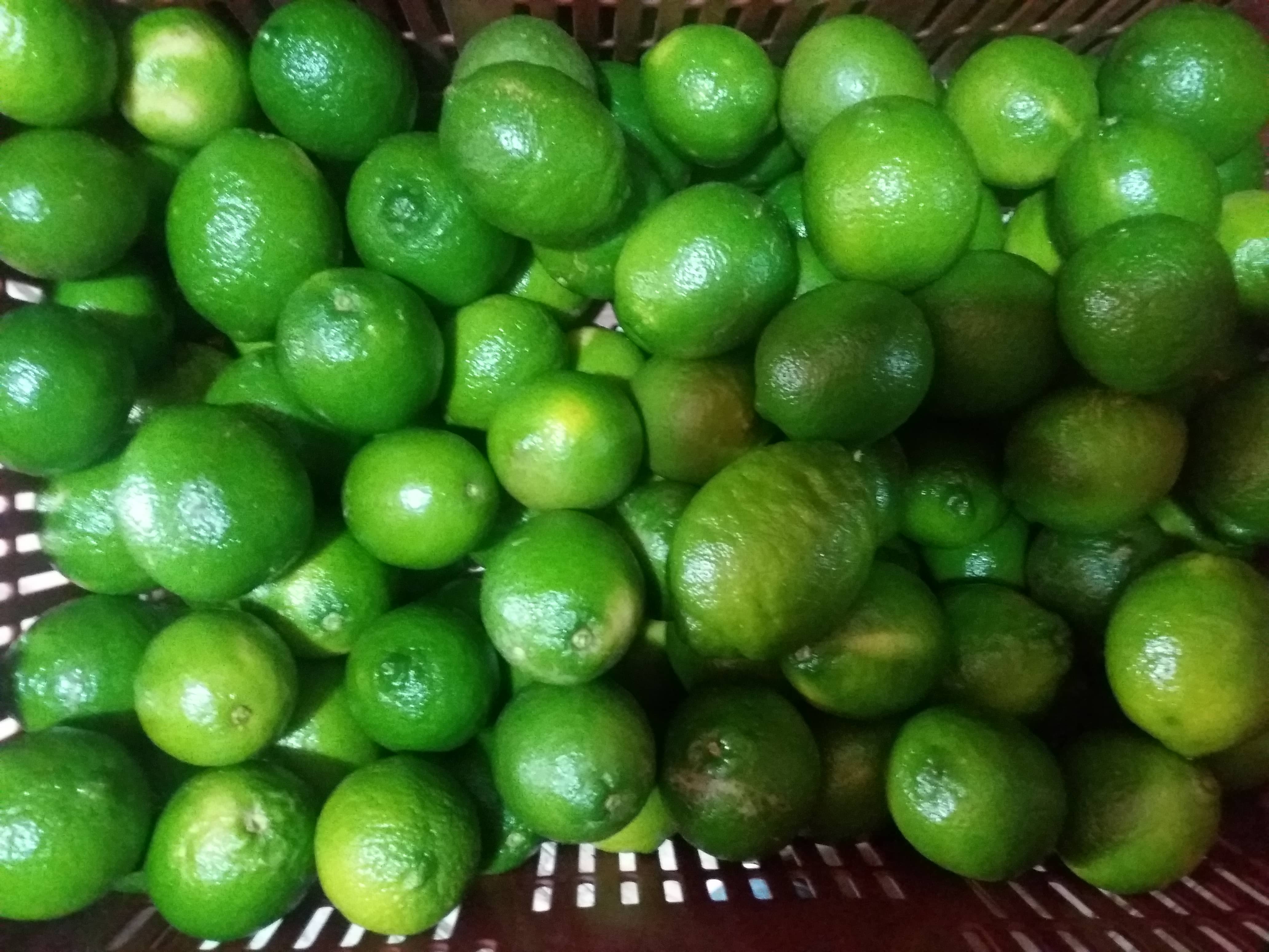 Cítricos Betulia 1 Limón Tahití