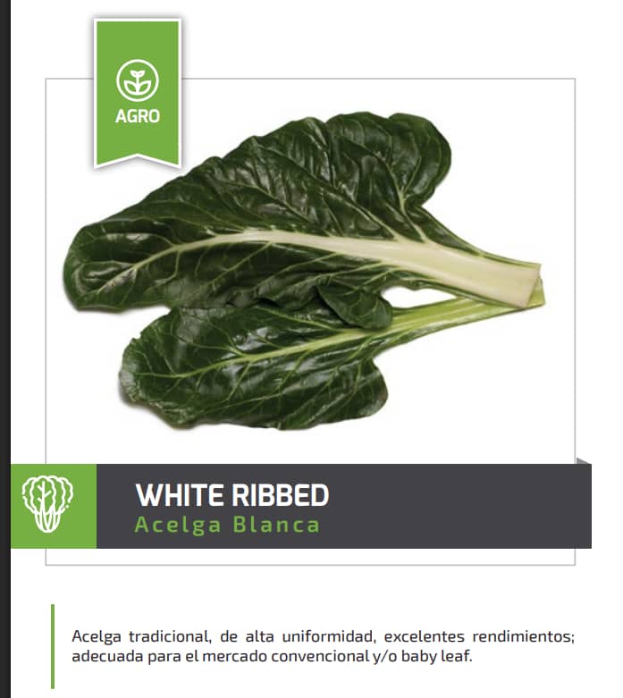 Semilla Acelga Large White Ribbed – Penca blanca y vigorosa