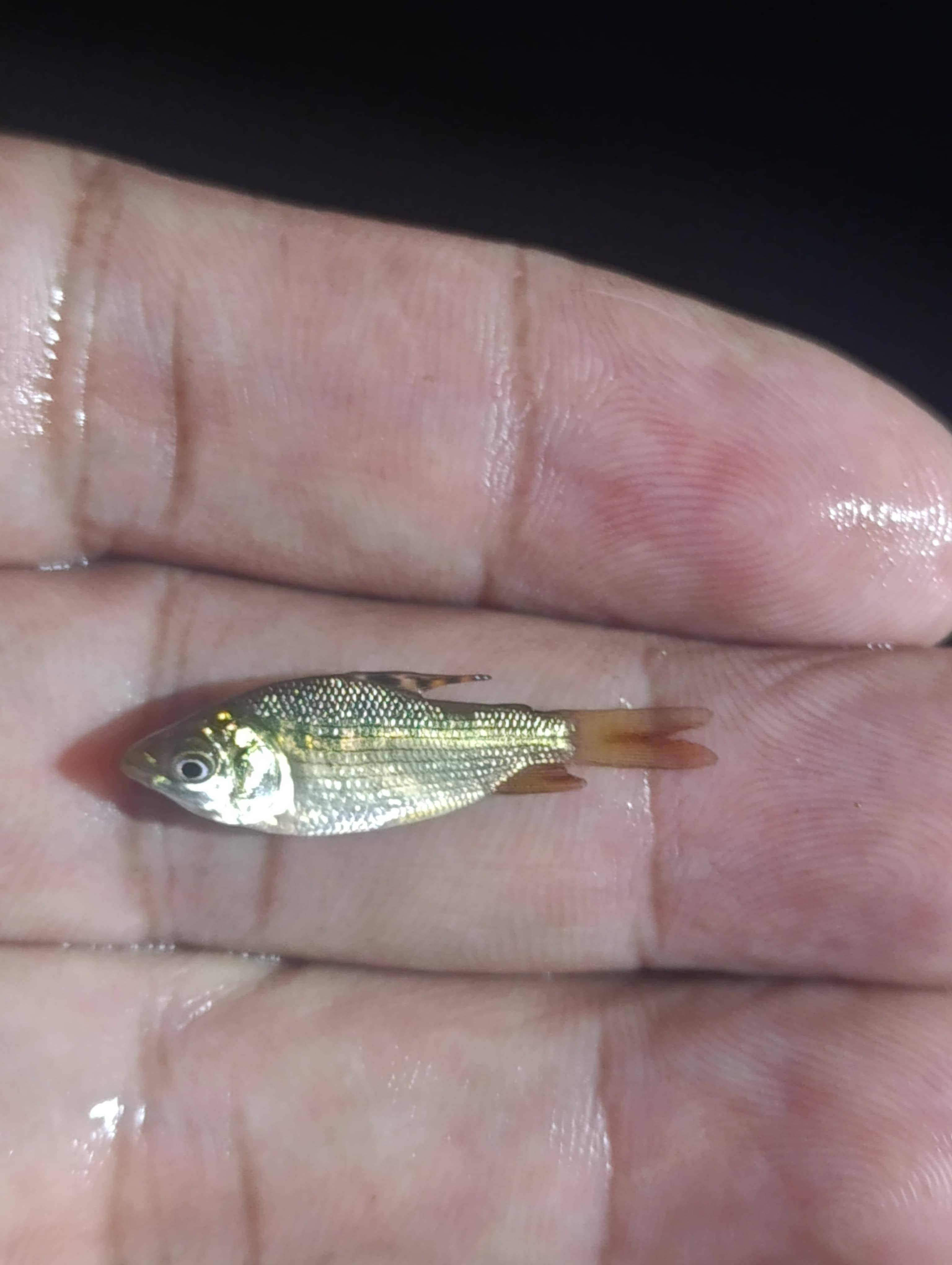 Alevinos de Bocachico X Unidad