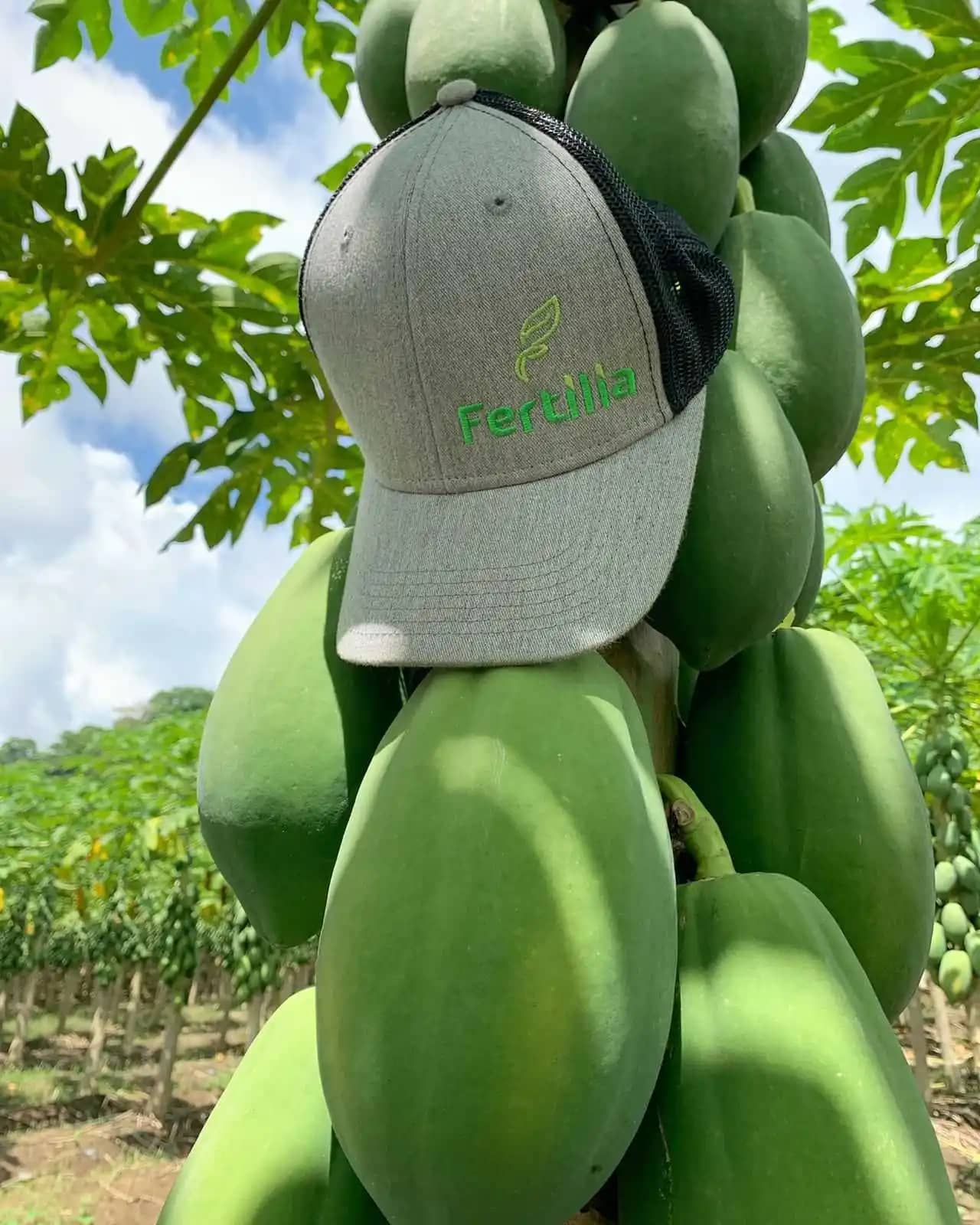 Papayas Fertilia.jpeg