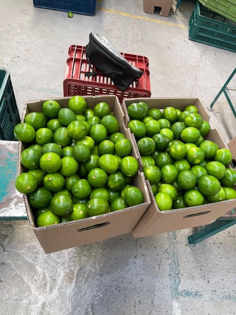 Venta de Limón Tahití tipo Exportación - Caja x 16 kilogramos