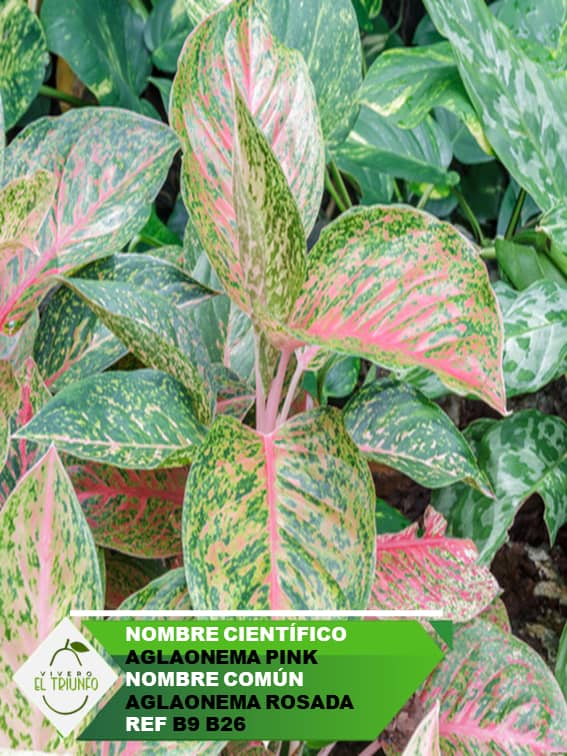 Plántula de Aglaonema Rosada