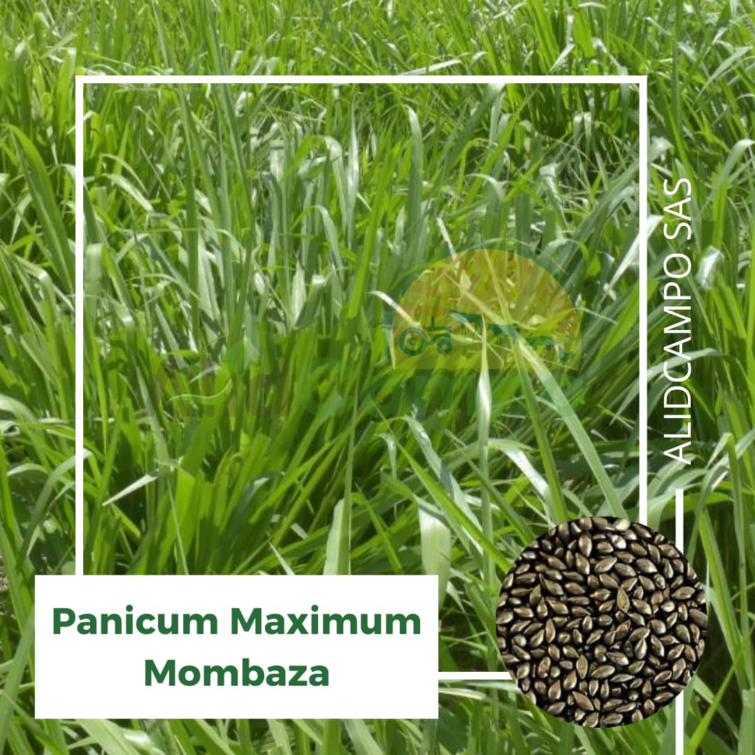 Semilla Panicum Maximum Mombaza