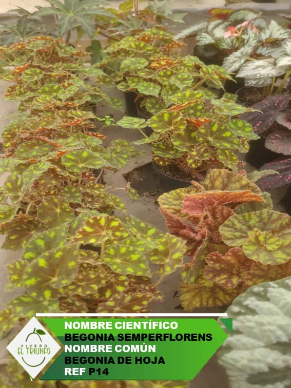 Plántula de Begonia de Hoja