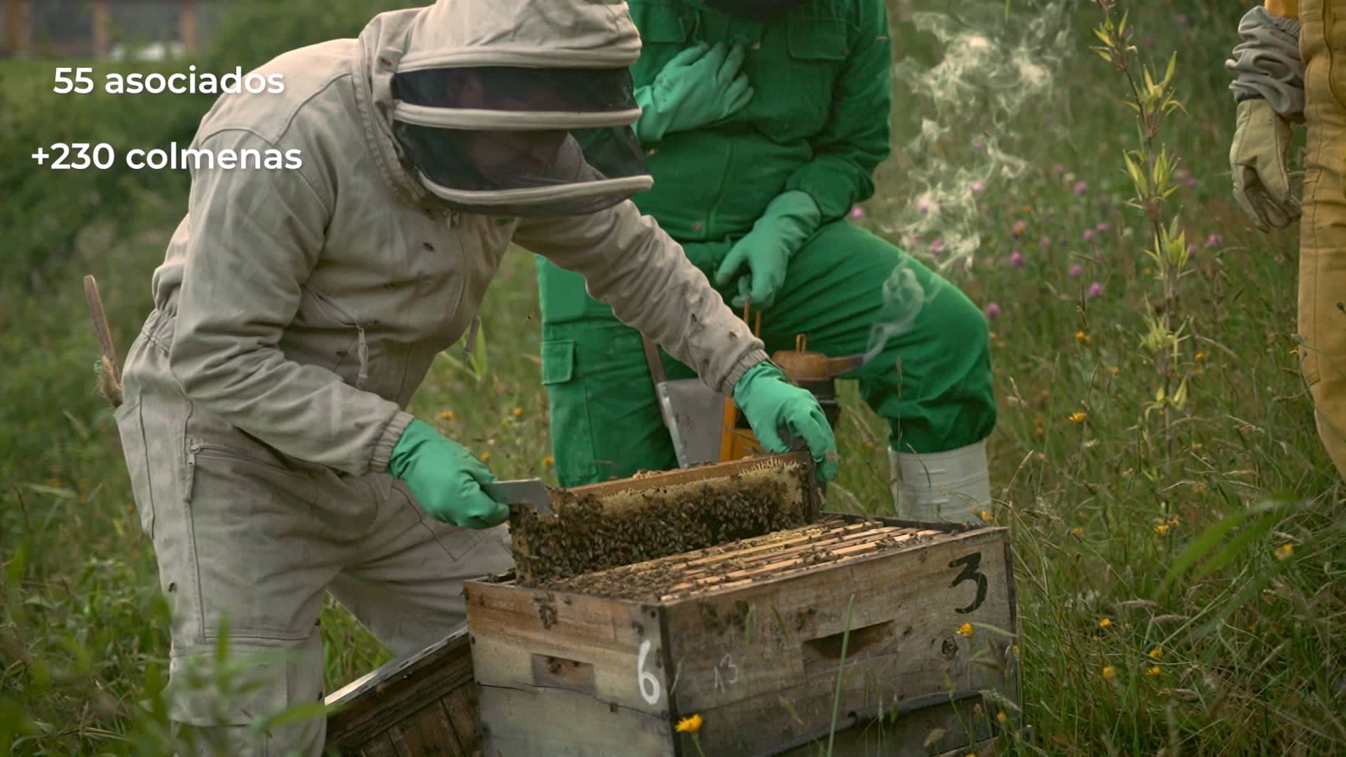 La mayor parte de nuestros asociados cuentan con la capacidad de manejar cultivos apicolas gracias a las capacitaciones brindadas por la alcaldia.