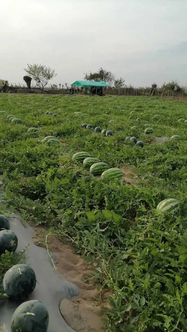 Cultivos de Sandia.jpeg