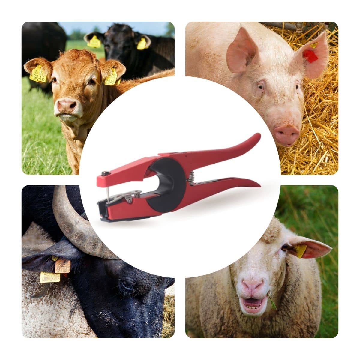 Pinza Chapeteadora Para Perforar Oreja De Animal