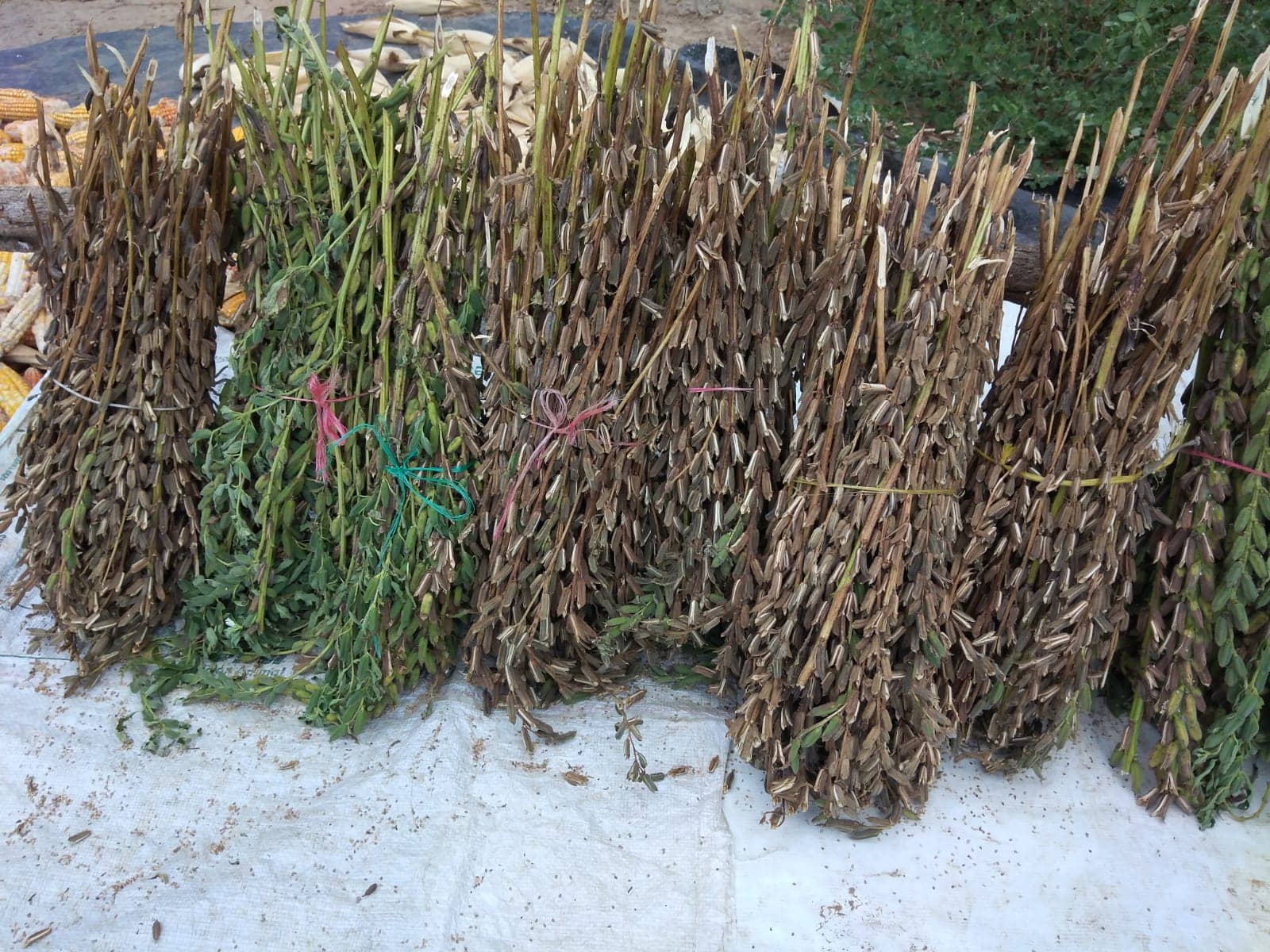 Imagen de WhatsApp 2025-02-21 a las 12.05.34_ffce9a2d.jpg