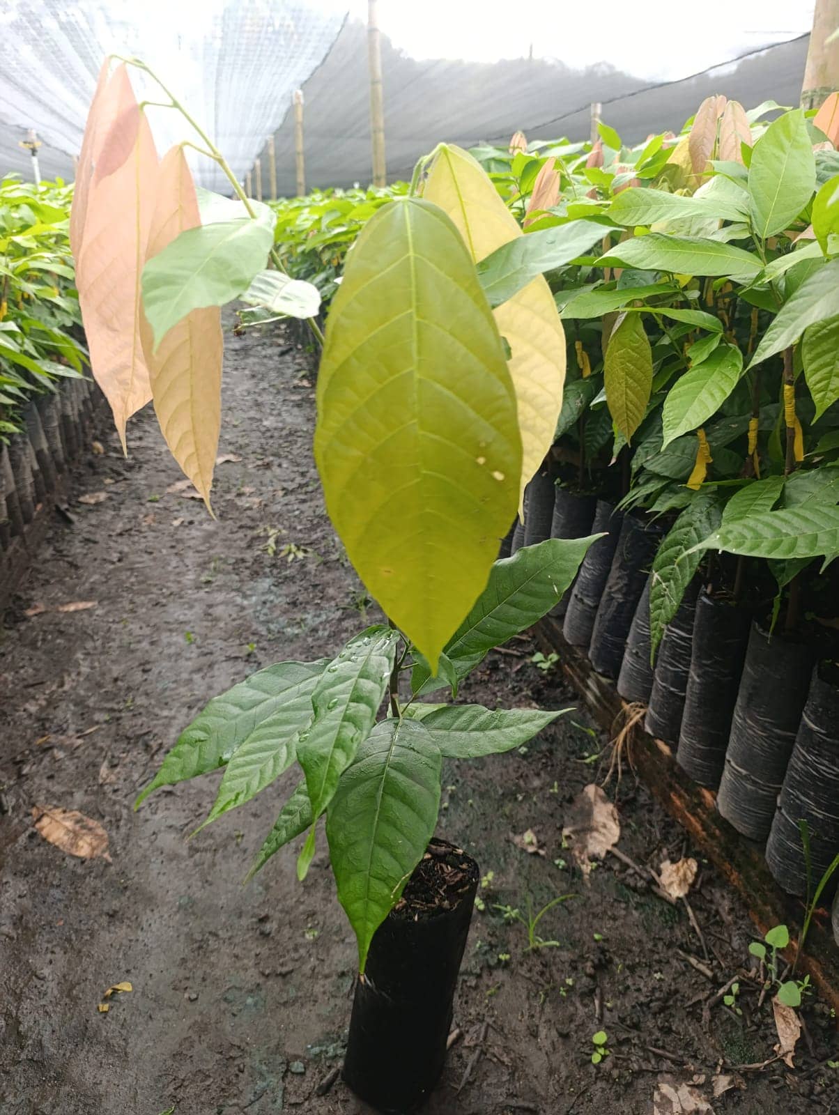 WhatsApp Image 2026-03-05 at 12.20.40.jpeg