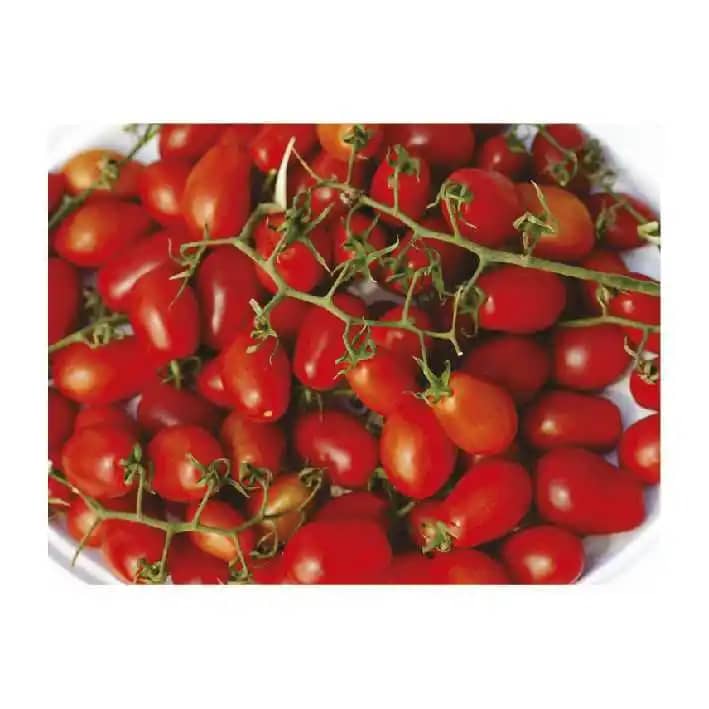 Semilla de tomate hibrido Cherry Samrty F1