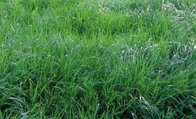 Semilla De Rye Grass Perenne Amazon x 2 Lb