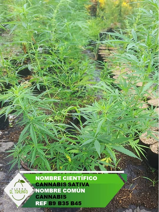 Plántula de Cannabis