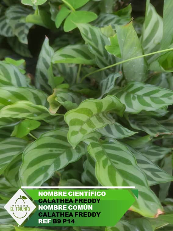 Plántula de Calathea Freddy