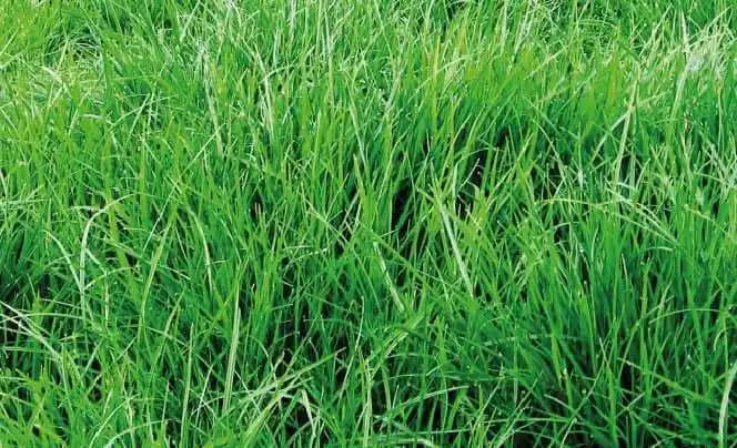 Semilla De Rye Grass Perenne Pastoral x 2 Lb