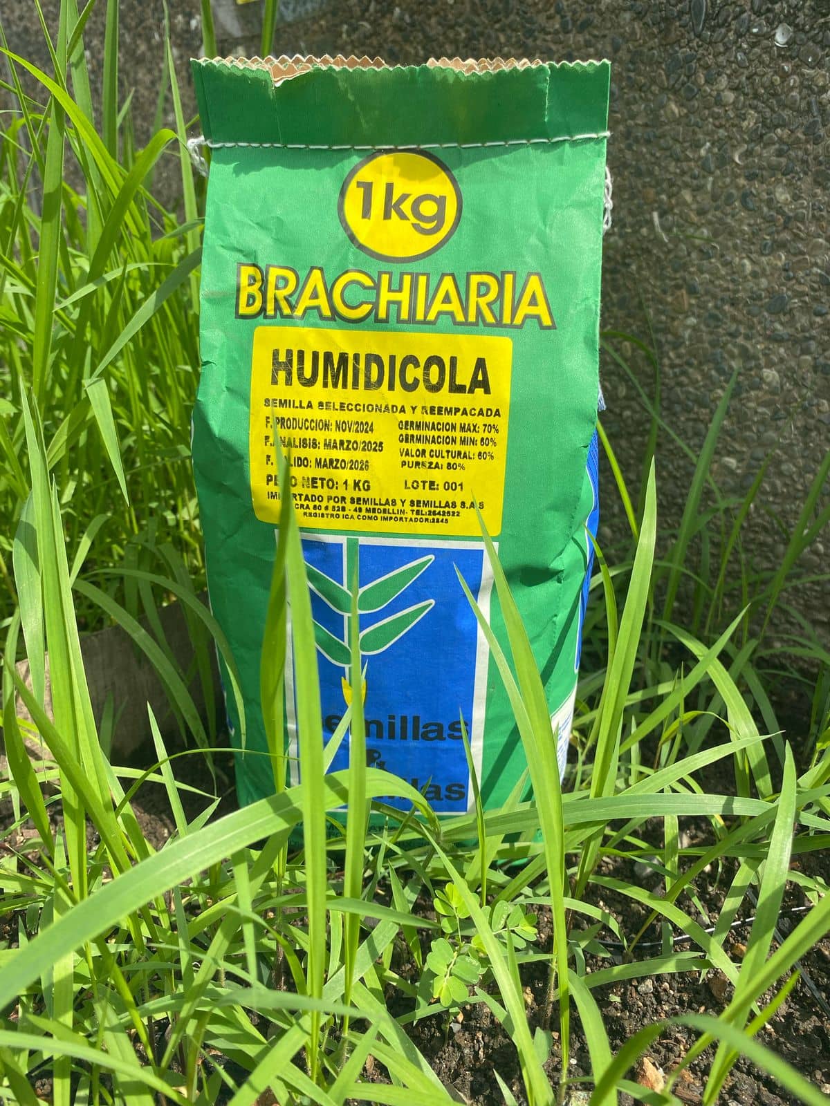 Brachiaria Humidicola cv llanero