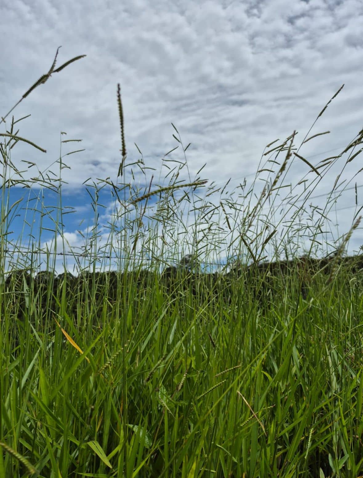 WhatsApp Image 2025-12-04 at 5.37.37 PM (1).jpeg