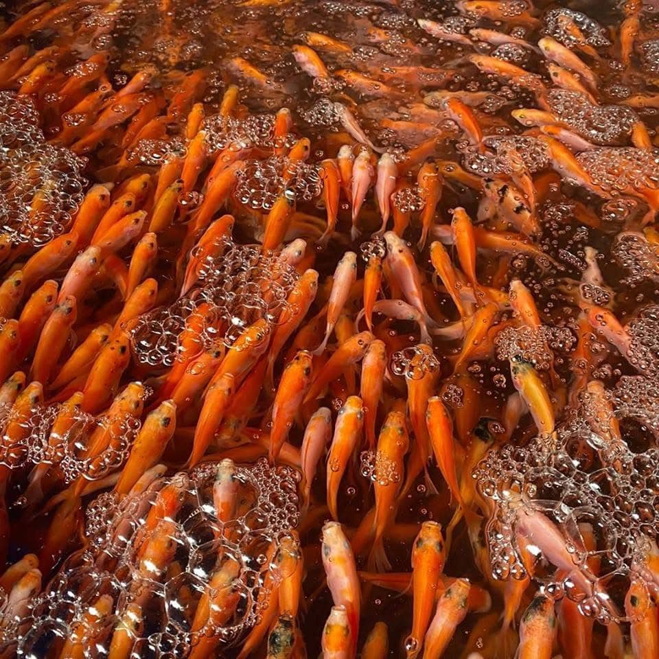 Alevines de Mojarra Roja
