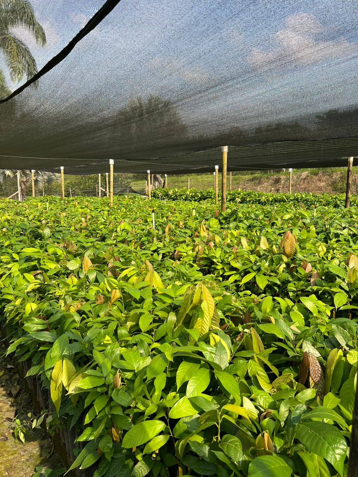 WhatsApp Image 2026-03-25 at 19.38.07.jpeg