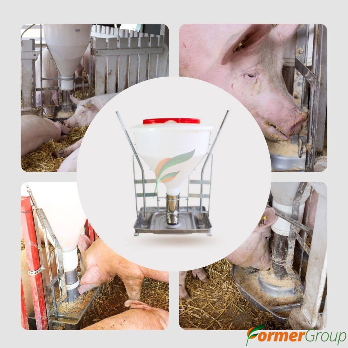 Comedero Automático para Cerdos Tolva 80kg Seca/Húmeda