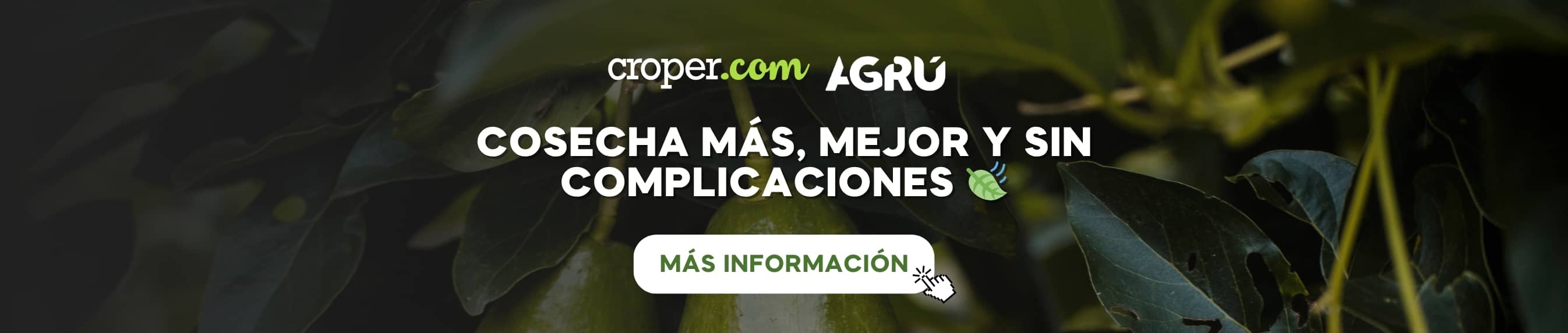 Prepárate para tu cosecha de aguacate