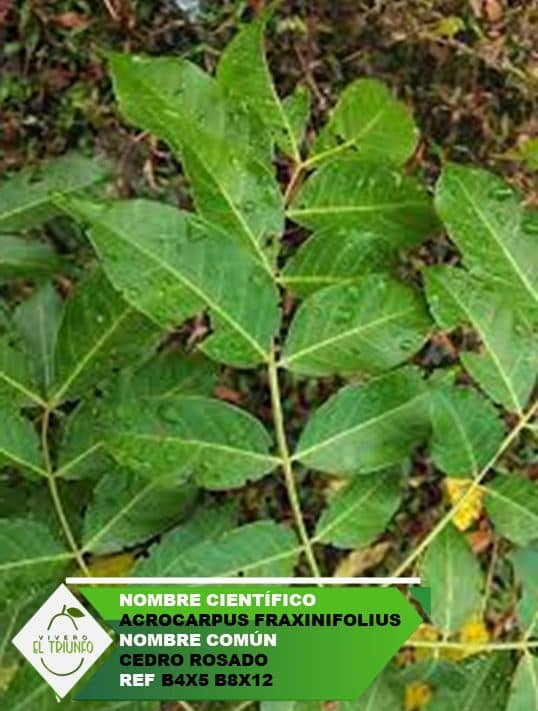 Plántula de Cedro Rosado