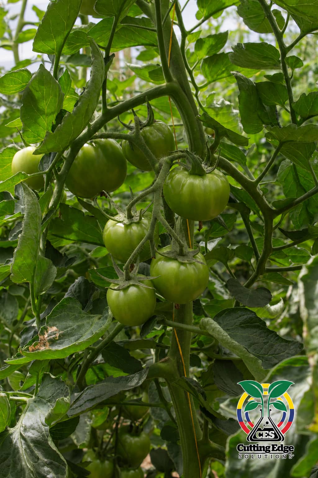 ChatGPT Image 31 jul 2026, 15_11_02 (8).png