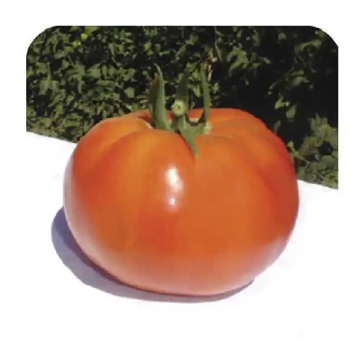 Semilla de Tomate Chonto Santa Cruz