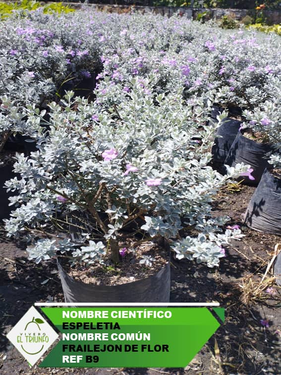 Pl ntula De Frailej n De Flor Croper