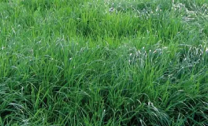 Semilla De Rye Grass Perenne Amazon 2 lb - Impulsemillas