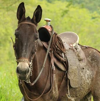 Silla Pantanera De Vaquería MESACÉ - Ver Opciones