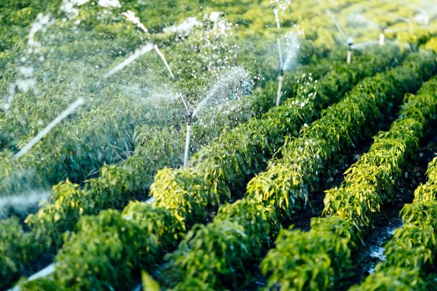 Sistemas de riego - Diseño para proyectos agrícolas
