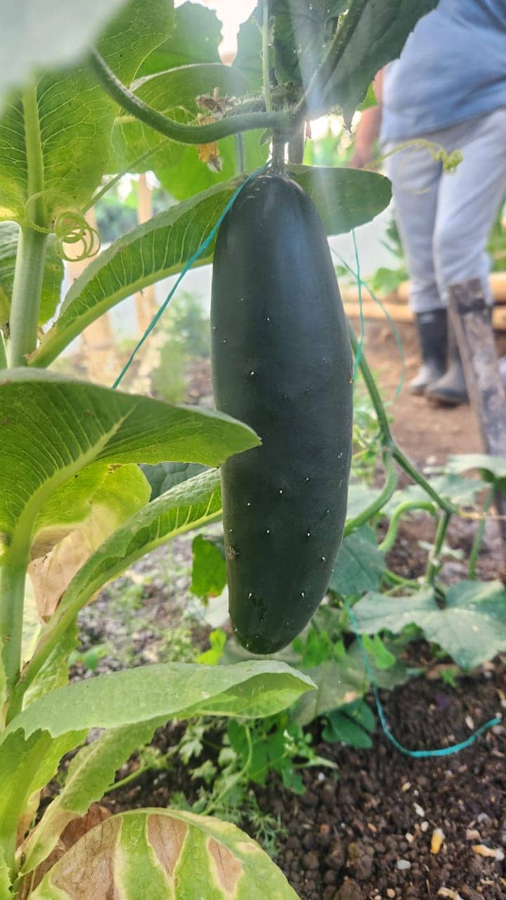 Pepino Fresco 1Kg | ASOUPAIK