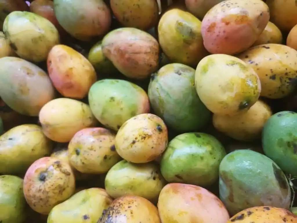 Mango Criollo X canastillas de 25 Kg