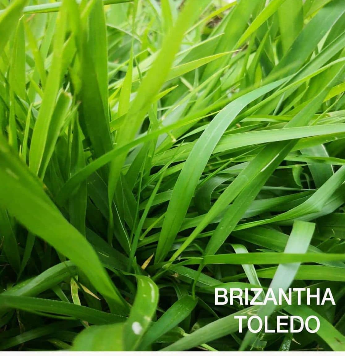 Semilla de pasto Brizantha Toledo (MG5/Xaraés) – Pureza 93% – VC 76% – Importada de Brasil