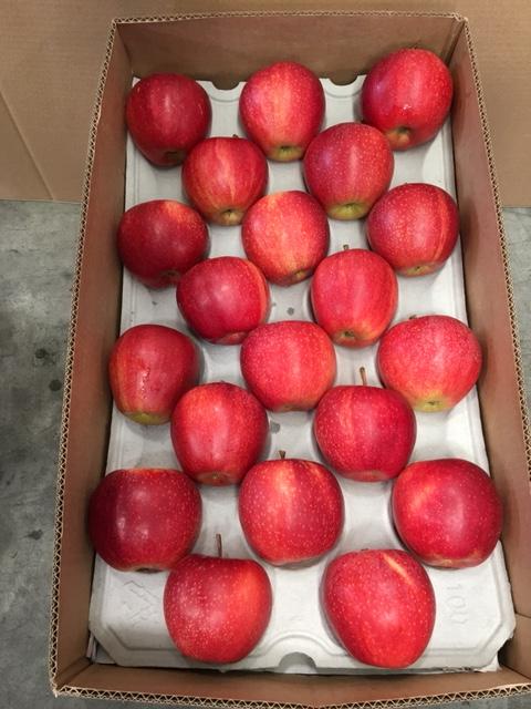 Manzana Gala x Kg