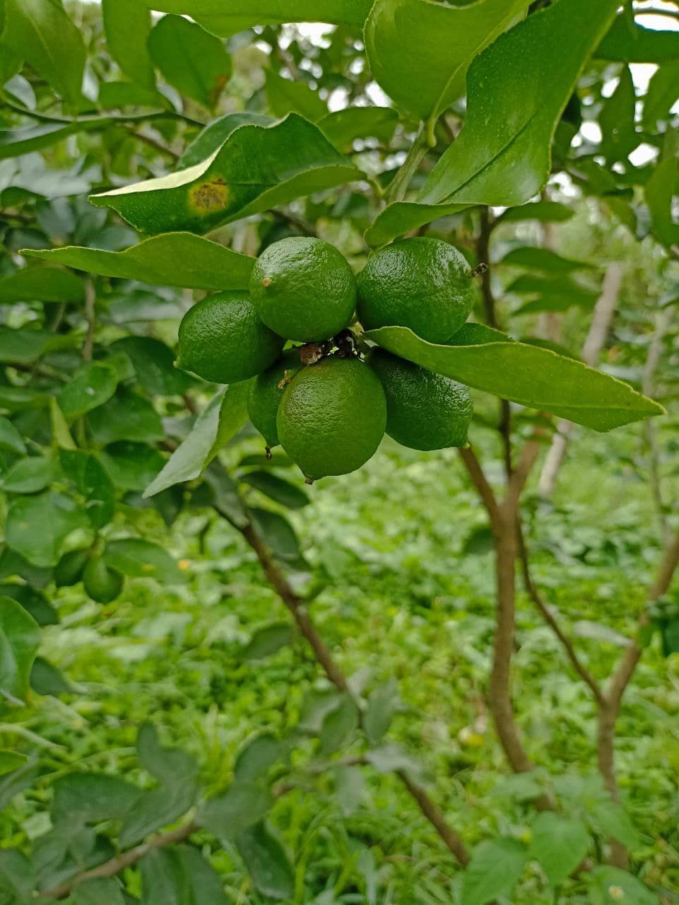 Limón Tahití