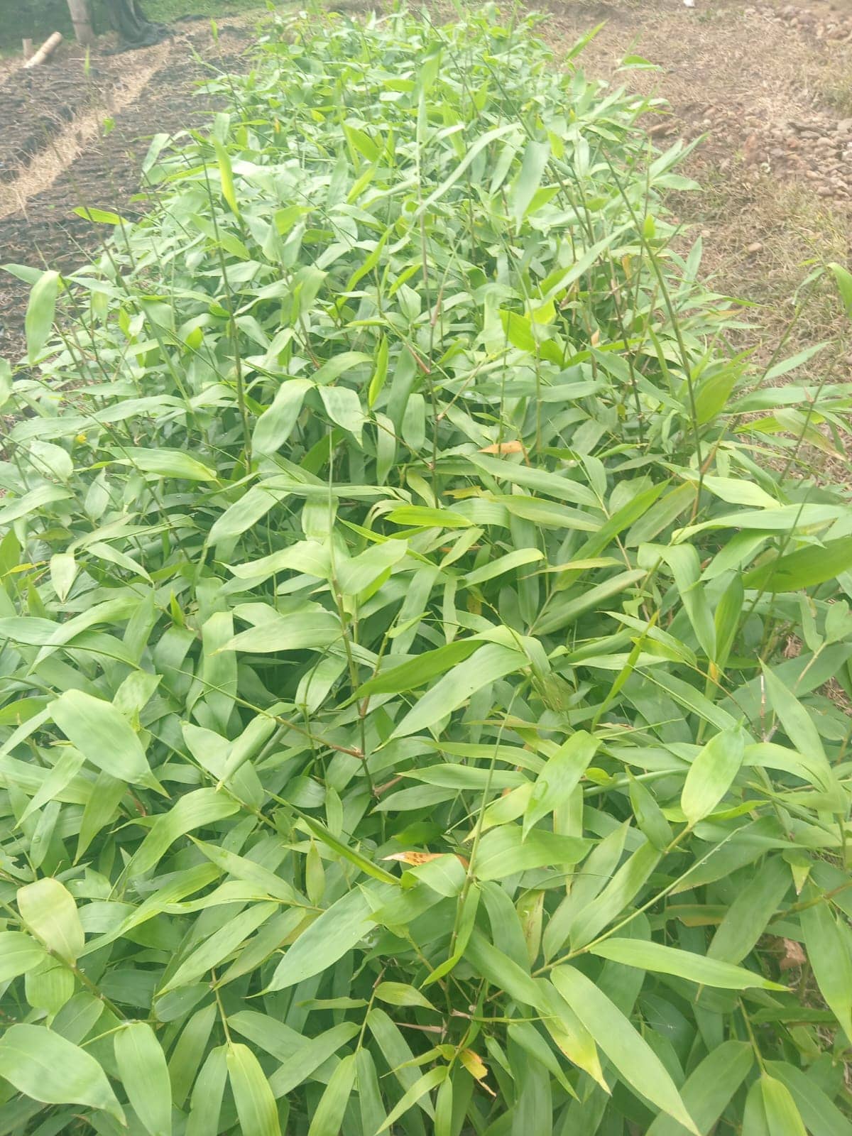 Guadua Colombiana para Construcción y Cercas | Venta de Guadua Natural e Inmunizada