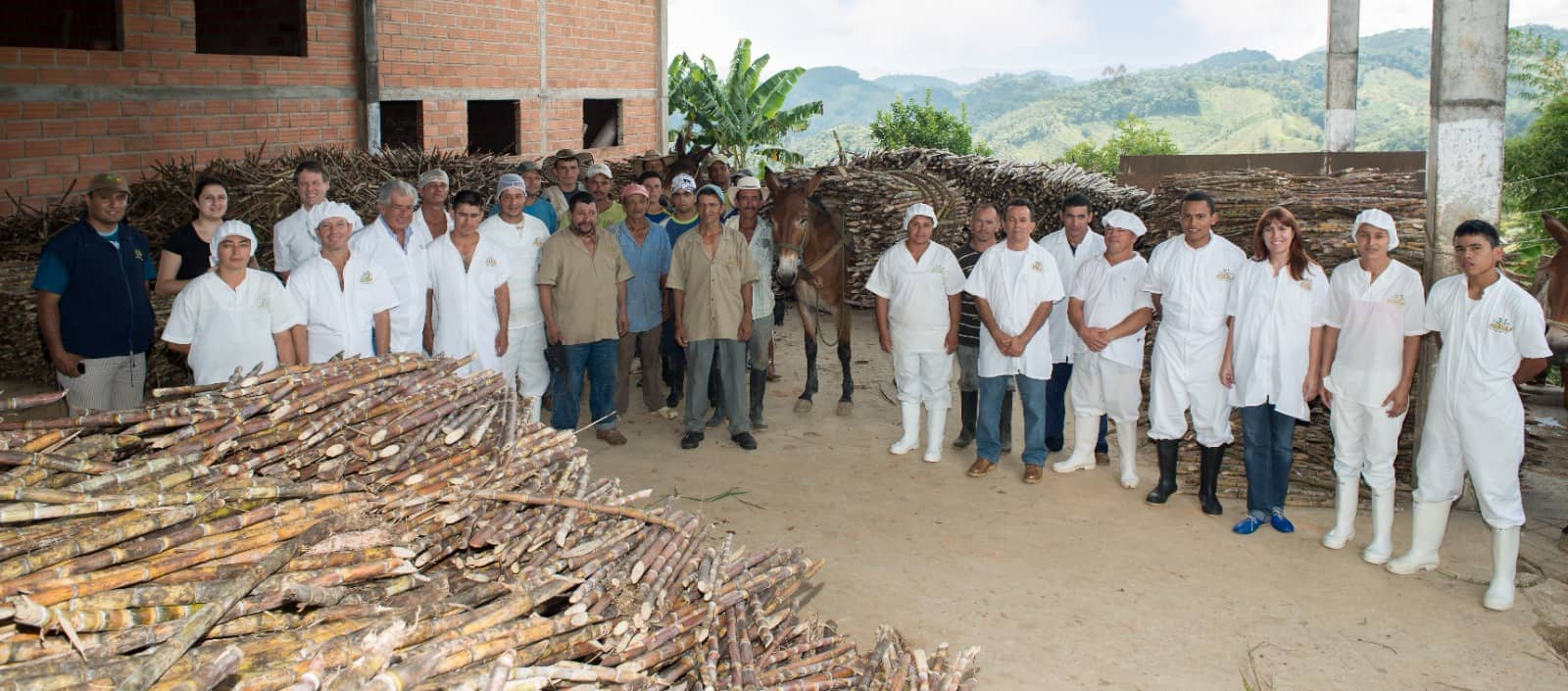 Cosecha y recolección Caña