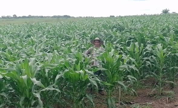 maiz adv 9293 2024B_2.jpg