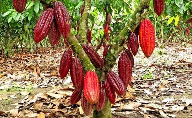CACAO CCN-51