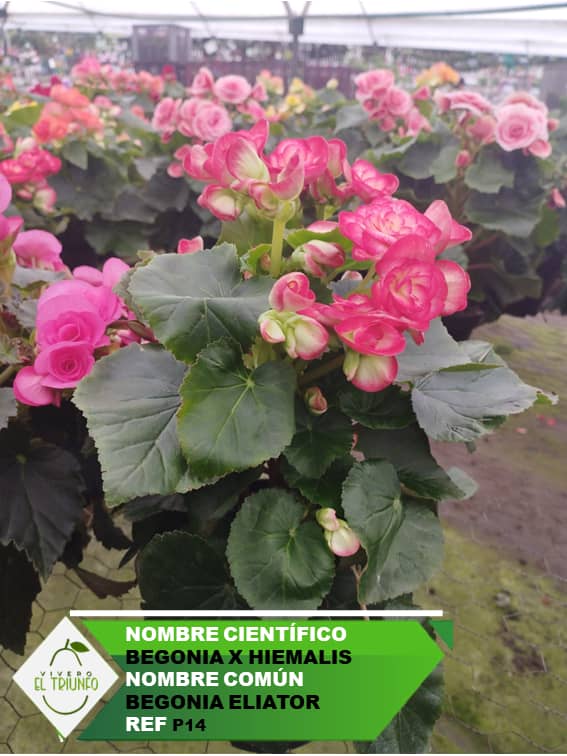 Plántula de Begonia Elatior