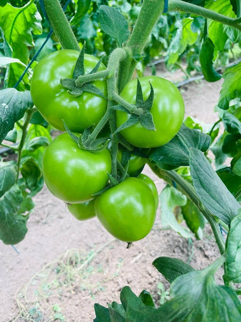 WhatsApp Image 2023-02-23 at 9.35.33 PM.jpeg