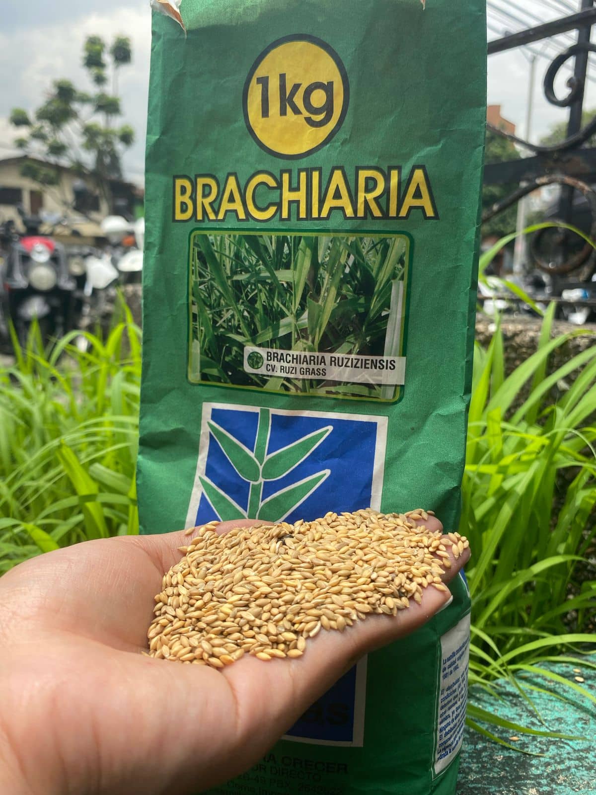 Brachiaria Ruziziensis cv ruzi grass x 1K