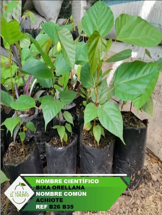 Plántula de Achiote