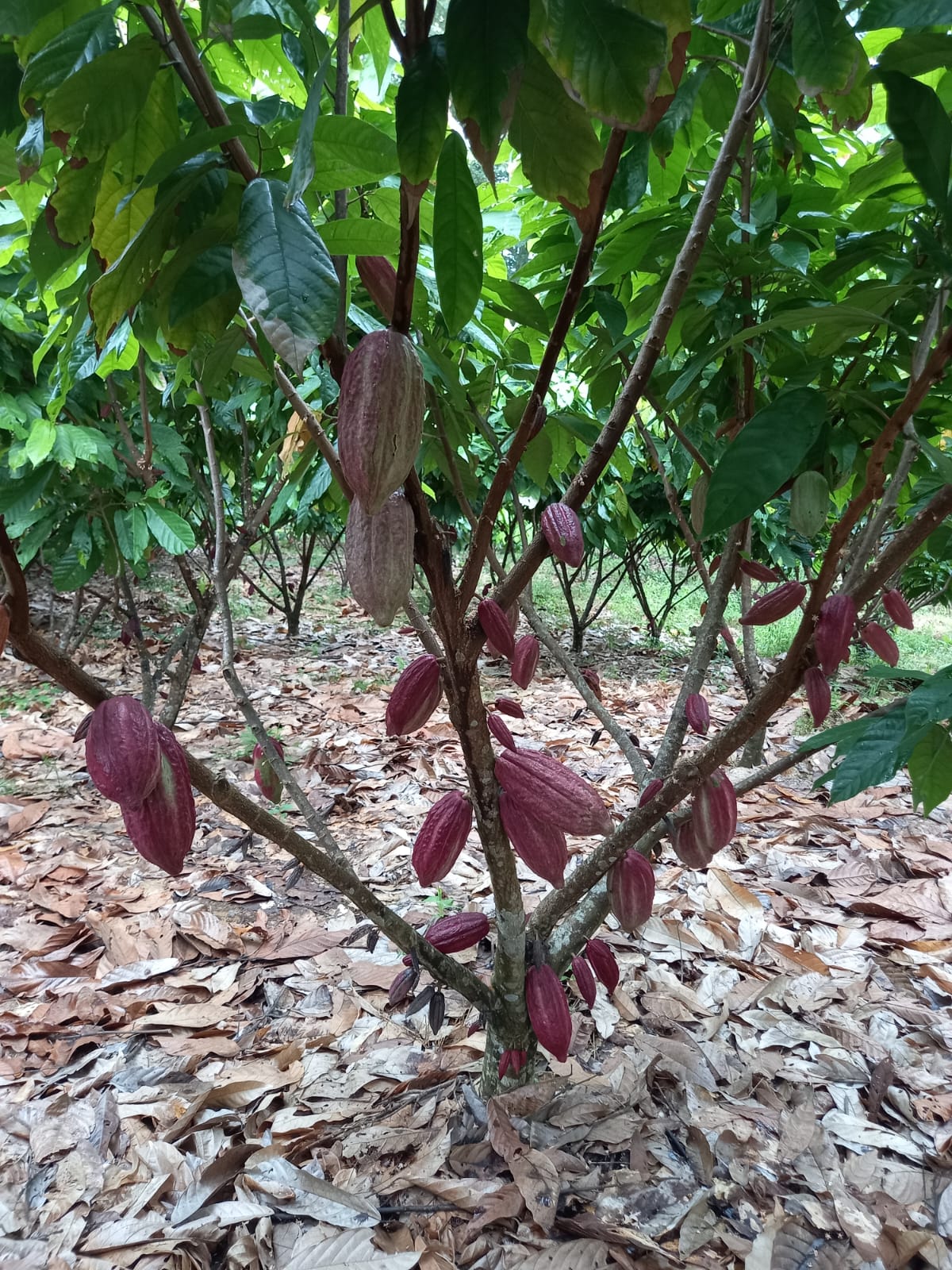 Cacao arbol.jpeg