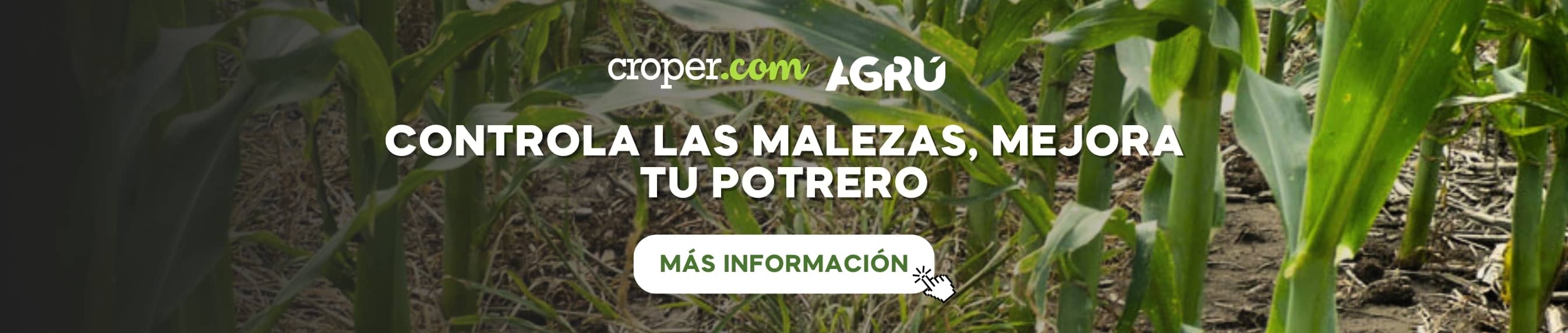 Malezas bajo control, potreros más productivos